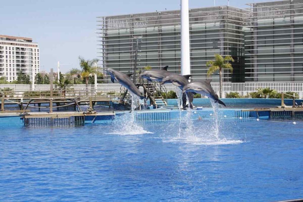 dolphins 1073425 640
